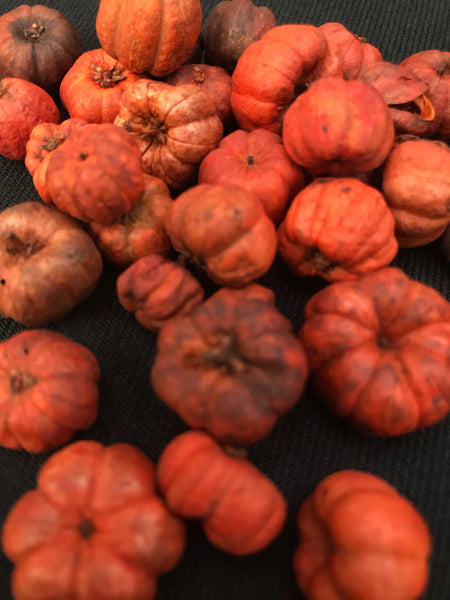 Putka Pods, Mini Pumpkins, Glochidion Ferdinandi